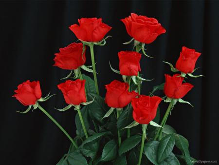 FLOR